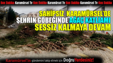 Sahipsiz Karamürsel'de çarşının göbeğinde ağaç katliamı yapılıyor!